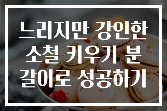느리지만 강인한 소철 키우기 분갈이로 성공하기