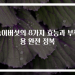 능이버섯의 8가지 효능과 부작용 완전 정복