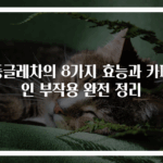 둥글레차의 8가지 효능과 카페인 부작용 완전 정리