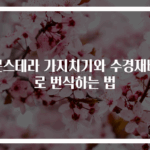 몬스테라 가지치기와 수경재배로 번식하는 법