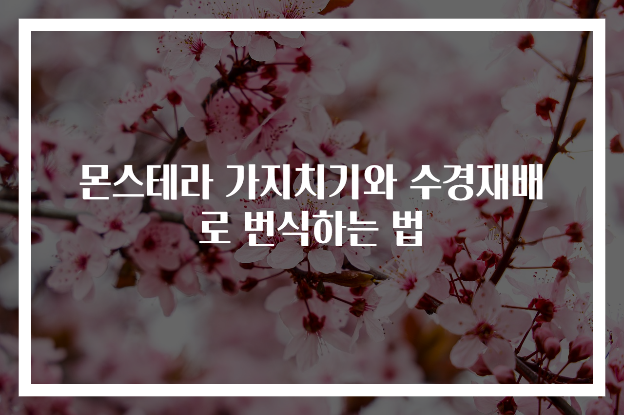 몬스테라 가지치기와 수경재배로 번식하는 법