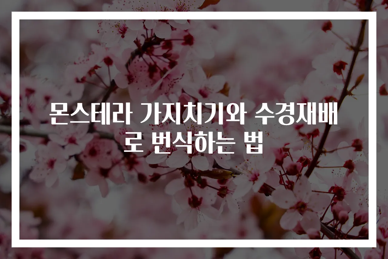 몬스테라 가지치기와 수경재배로 번식하는 법