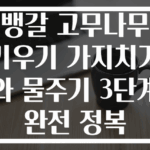 뱅갈 고무나무 키우기 가지치기와 물주기 3단계 완전 정복