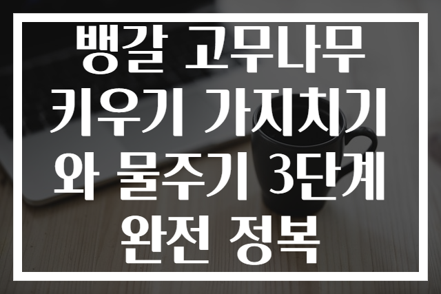 뱅갈 고무나무 키우기 가지치기와 물주기 3단계 완전 정복