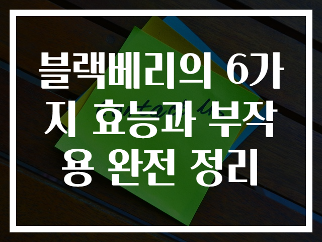 블랙베리의 6가지 효능과 부작용 완전 정리