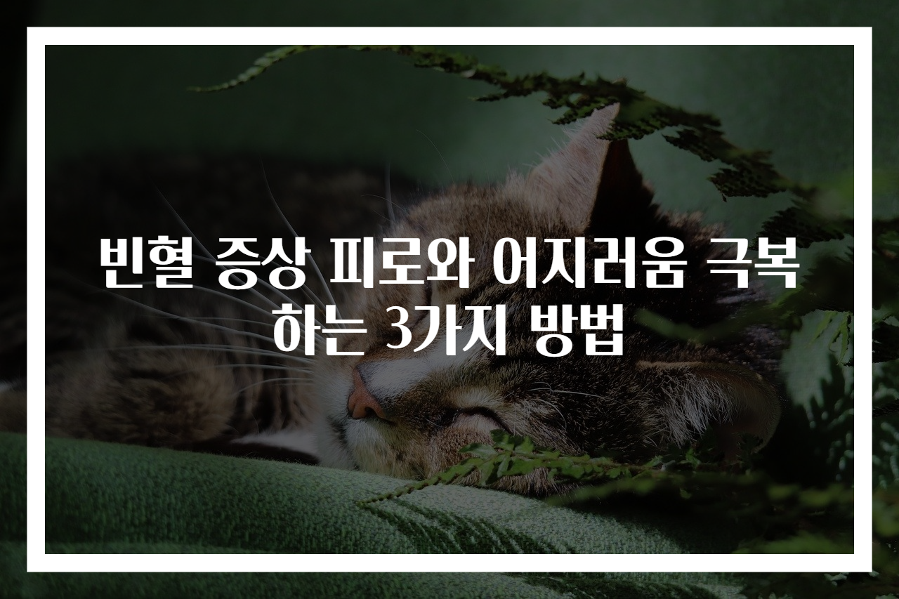 빈혈 증상 피로와 어지러움 극복하는 3가지 방법