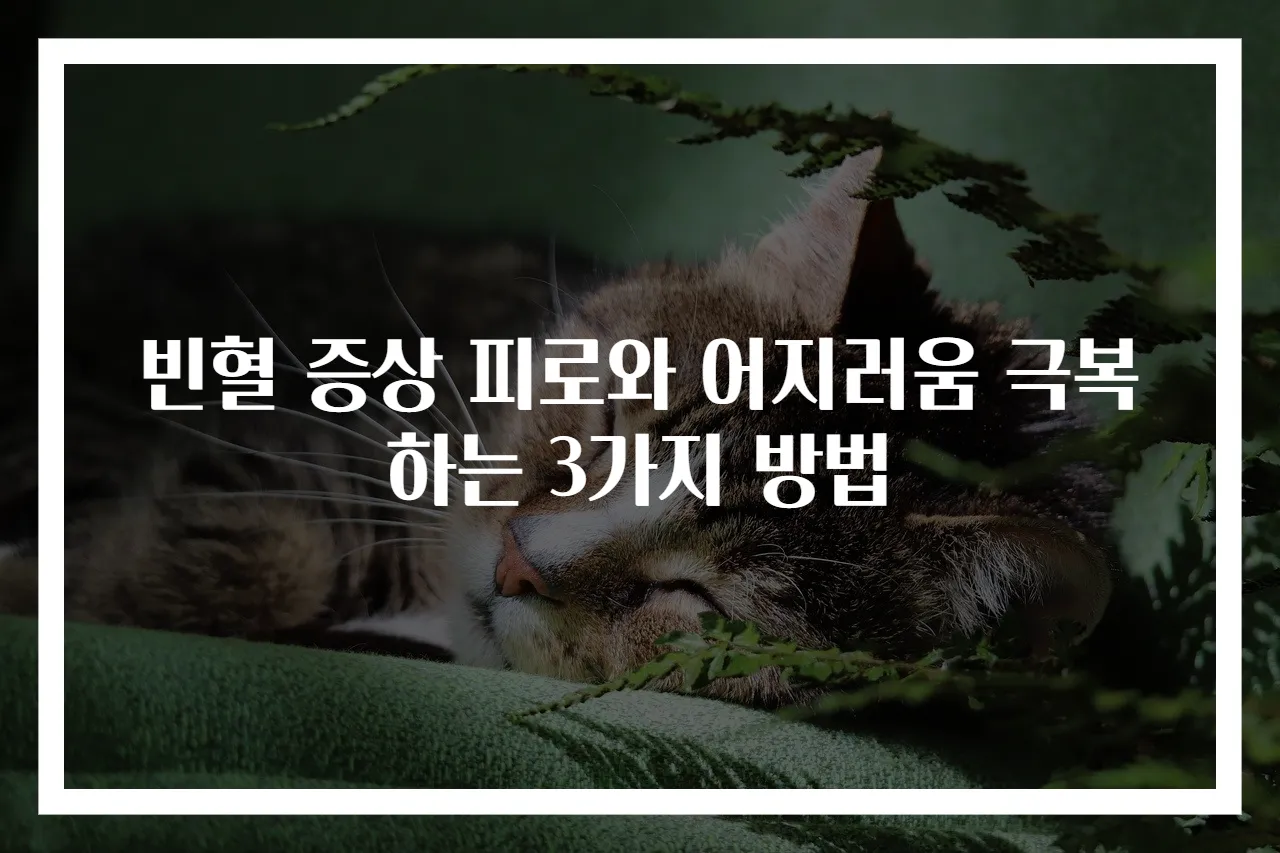 빈혈 증상 피로와 어지러움 극복하는 3가지 방법