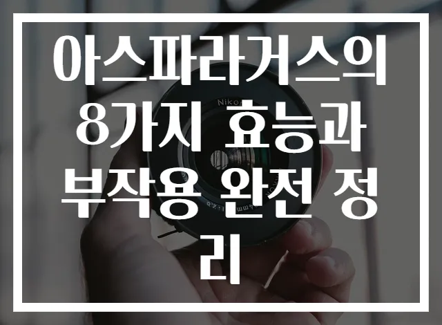아스파라거스의 8가지 효능과 부작용 완전 정리