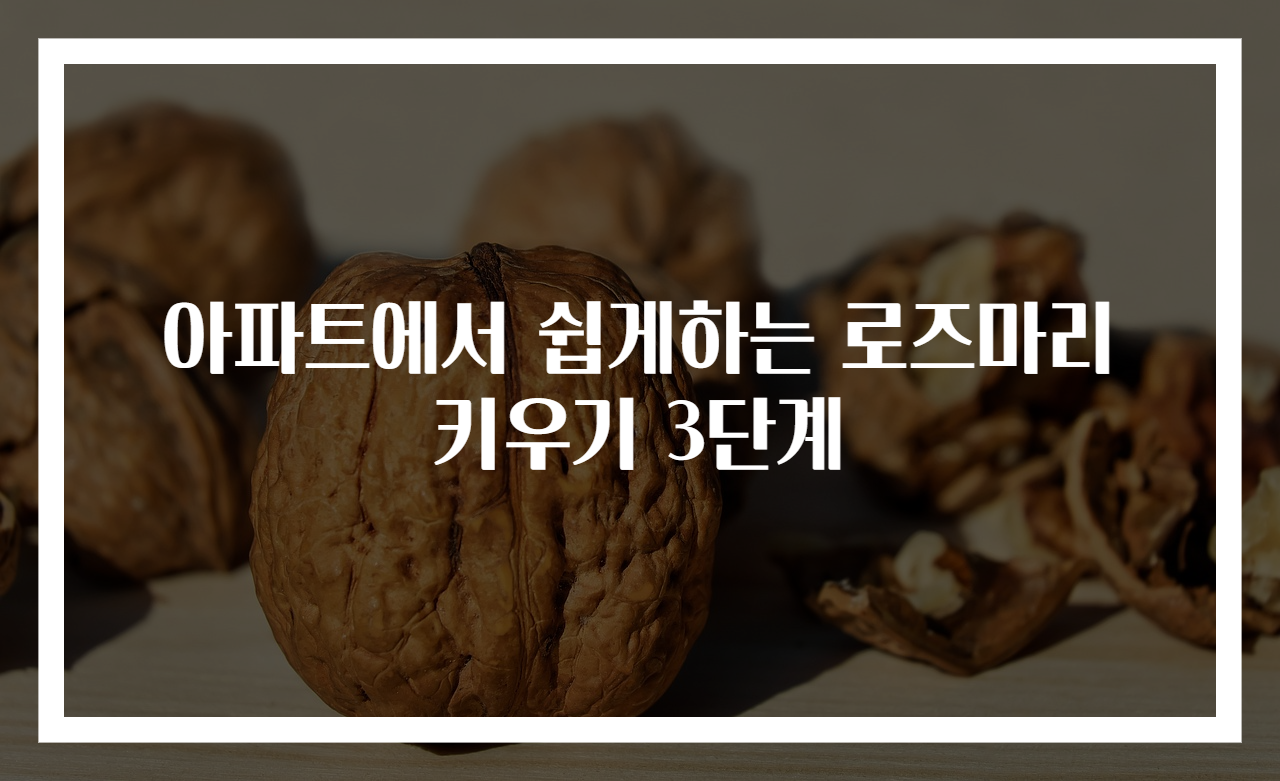 아파트에서 쉽게하는 로즈마리 키우기 3단계
