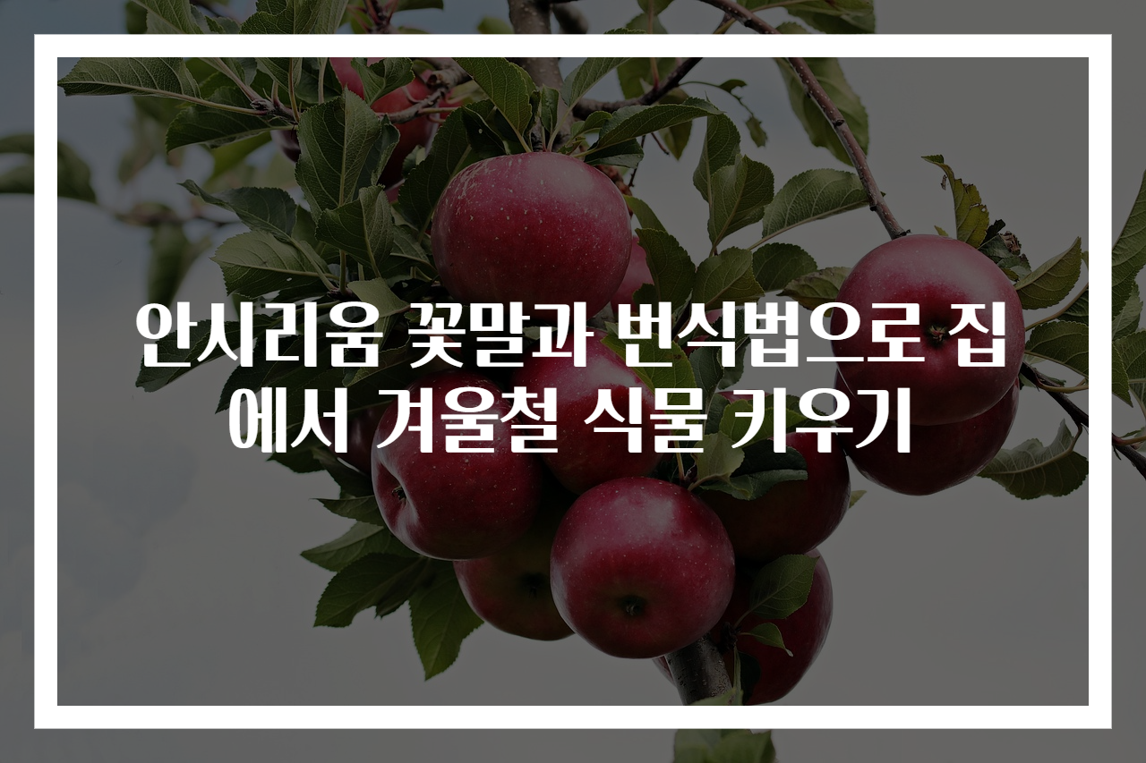 안시리움 꽃말과 번식법으로 집에서 겨울철 식물 키우기