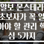 알보 몬스테라 초보자가 꼭 알아야 할 관리 핵심 5가지