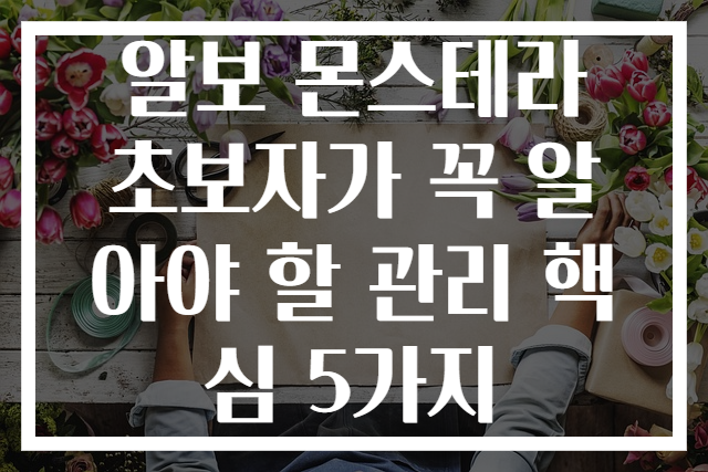 알보 몬스테라 초보자가 꼭 알아야 할 관리 핵심 5가지