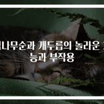 엄나무순과 개두릅의 놀라운 효능과 부작용