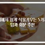 집에서 쉽게 식물키우는 5가지 팁과 화분 추천