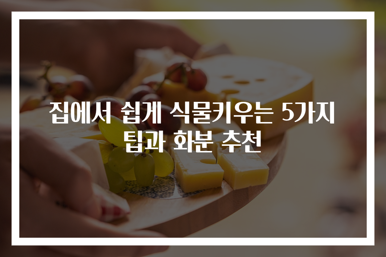 집에서 쉽게 식물키우는 5가지 팁과 화분 추천
