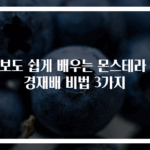 초보도 쉽게 배우는 몬스테라 수경재배 비법 3가지