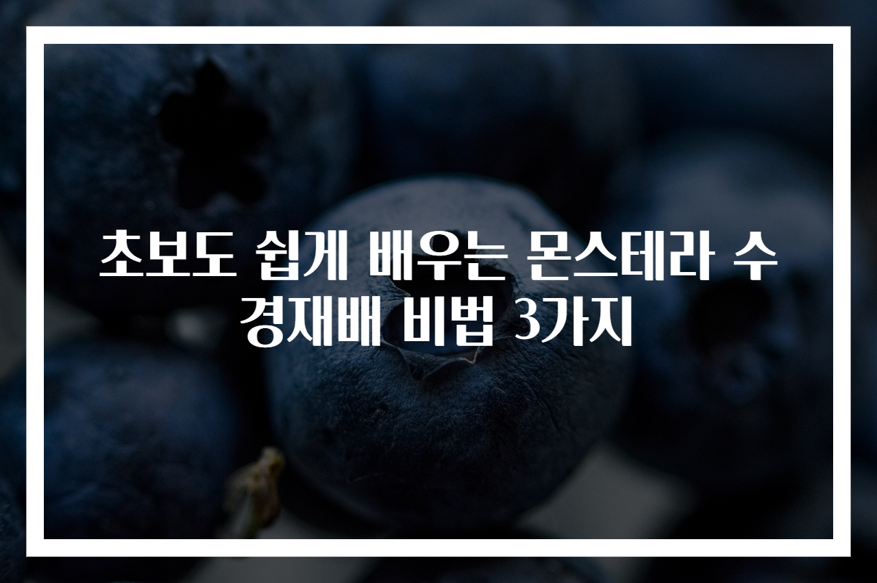 초보도 쉽게 배우는 몬스테라 수경재배 비법 3가지