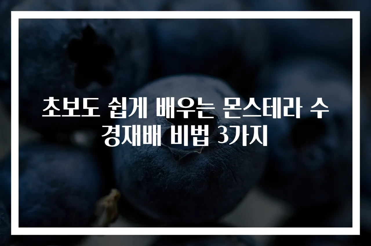 초보도 쉽게 배우는 몬스테라 수경재배 비법 3가지