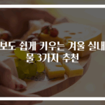 초보도 쉽게 키우는 겨울 실내식물 3가지 추천