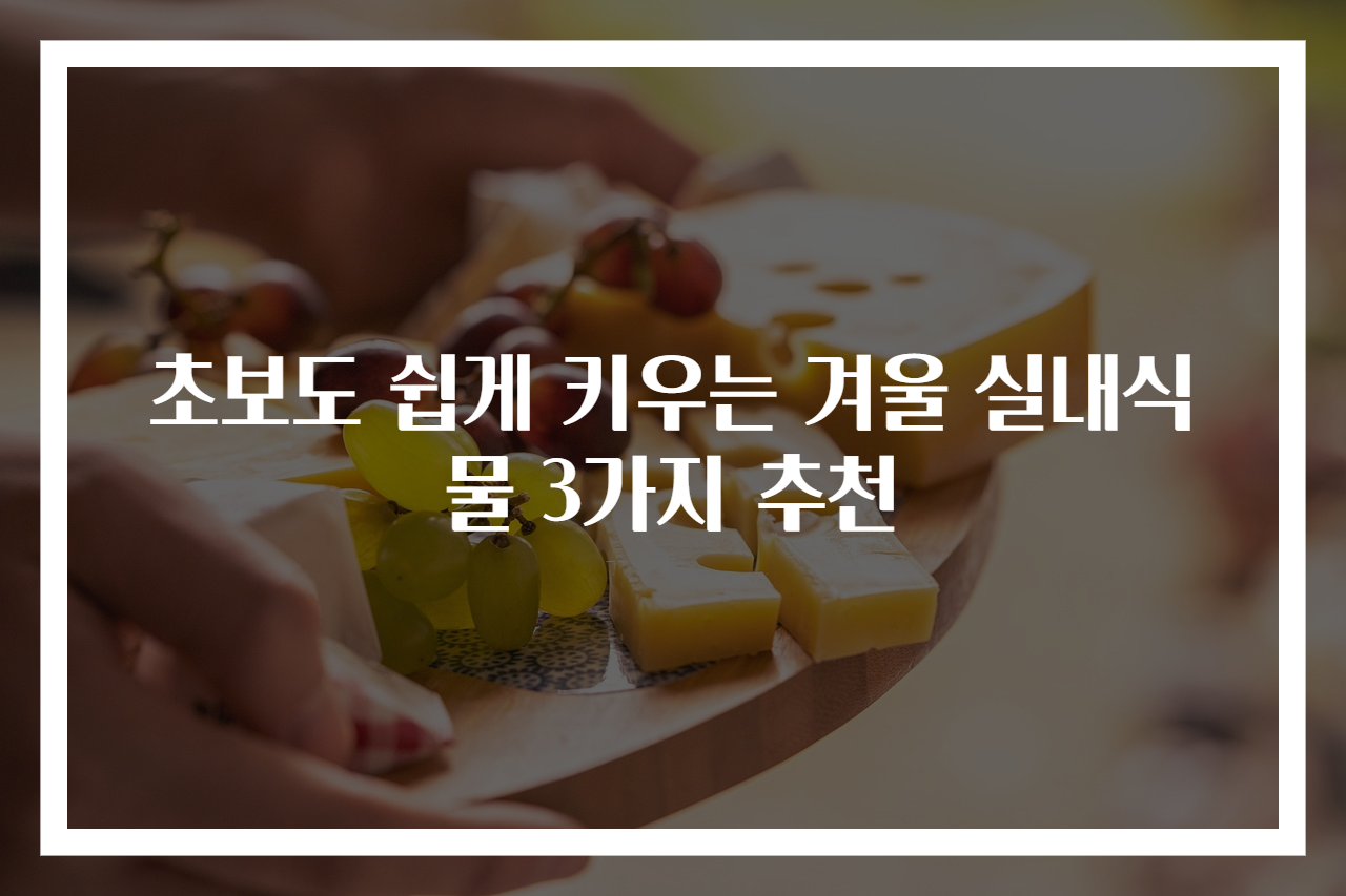 초보도 쉽게 키우는 겨울 실내식물 3가지 추천