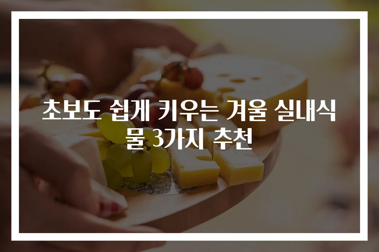 초보도 쉽게 키우는 겨울 실내식물 3가지 추천