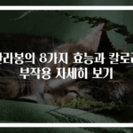 한라봉의 8가지 효능과 칼로리 부작용 자세히 보기