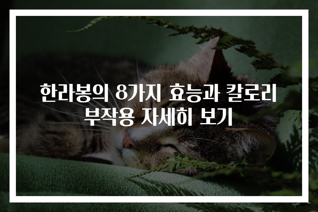 한라봉의 8가지 효능과 칼로리 부작용 자세히 보기