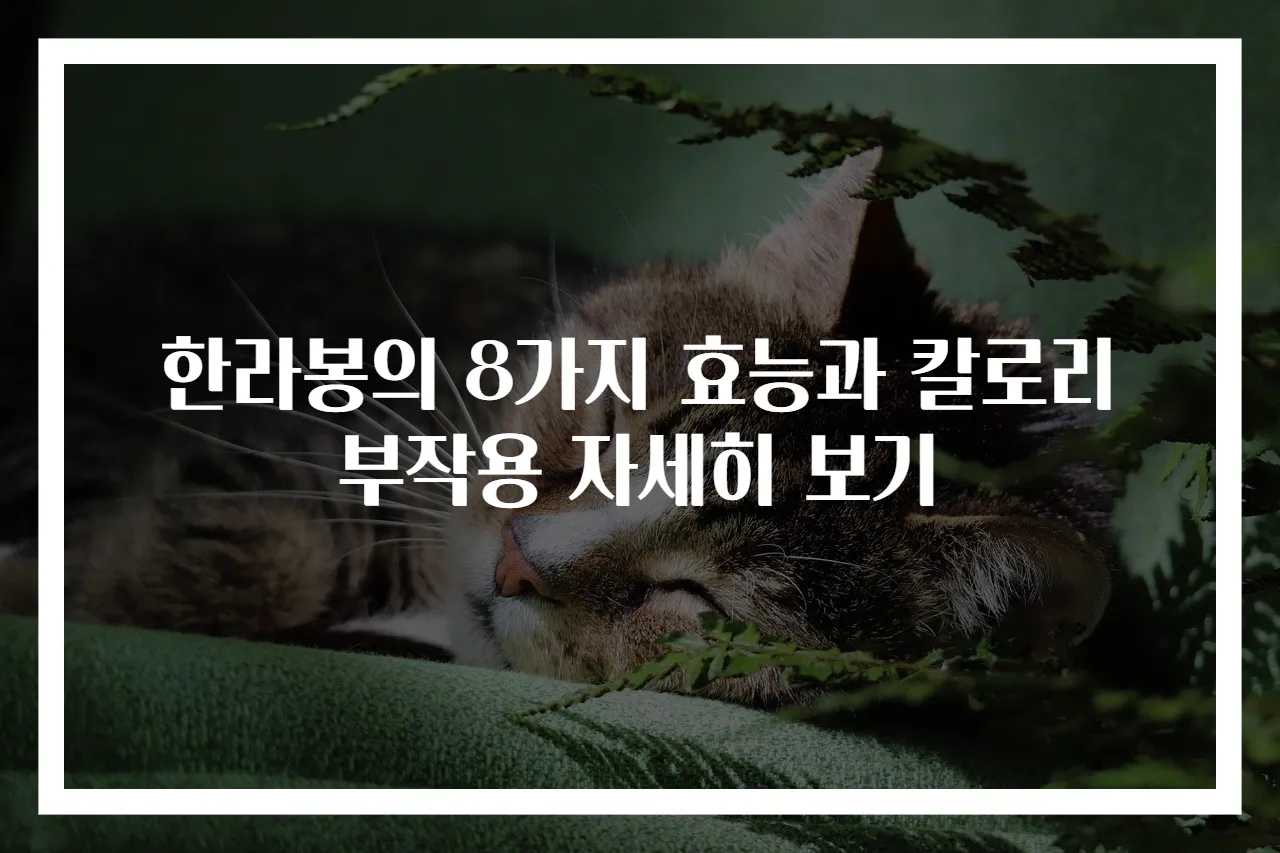 한라봉의 8가지 효능과 칼로리 부작용 자세히 보기