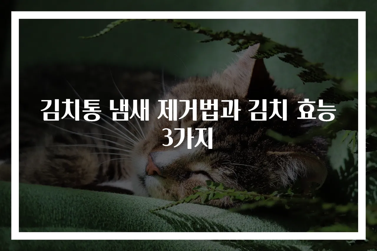 김치통 냄새 제거법과 김치 효능 3가지