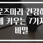 로즈마리 건강하게 키우는 7가지 비밀
