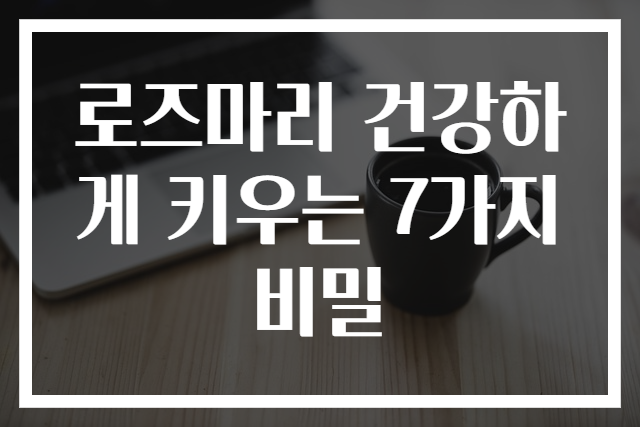 로즈마리 건강하게 키우는 7가지 비밀