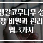 뱅갈고무나무 성장 비밀과 관리법 3가지