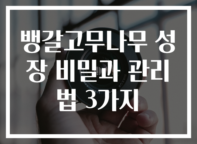 뱅갈고무나무 성장 비밀과 관리법 3가지