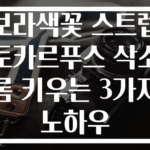 보라색꽃 스트렙토카르푸스 삭소롬 키우는 3가지 노하우