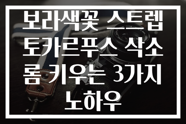 보라색꽃 스트렙토카르푸스 삭소롬 키우는 3가지 노하우