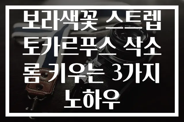 보라색꽃 스트렙토카르푸스 삭소롬 키우는 3가지 노하우