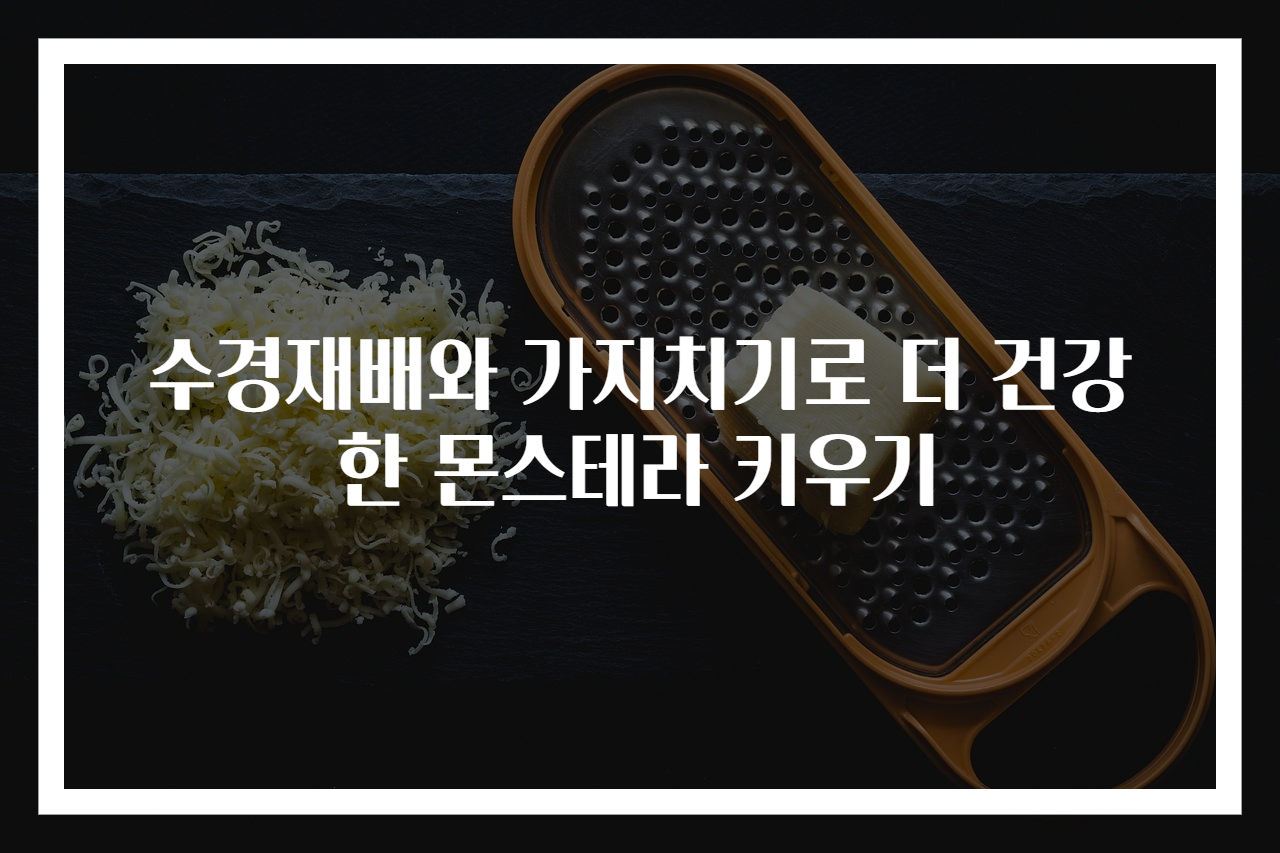 수경재배와 가지치기로 더 건강한 몬스테라 키우기