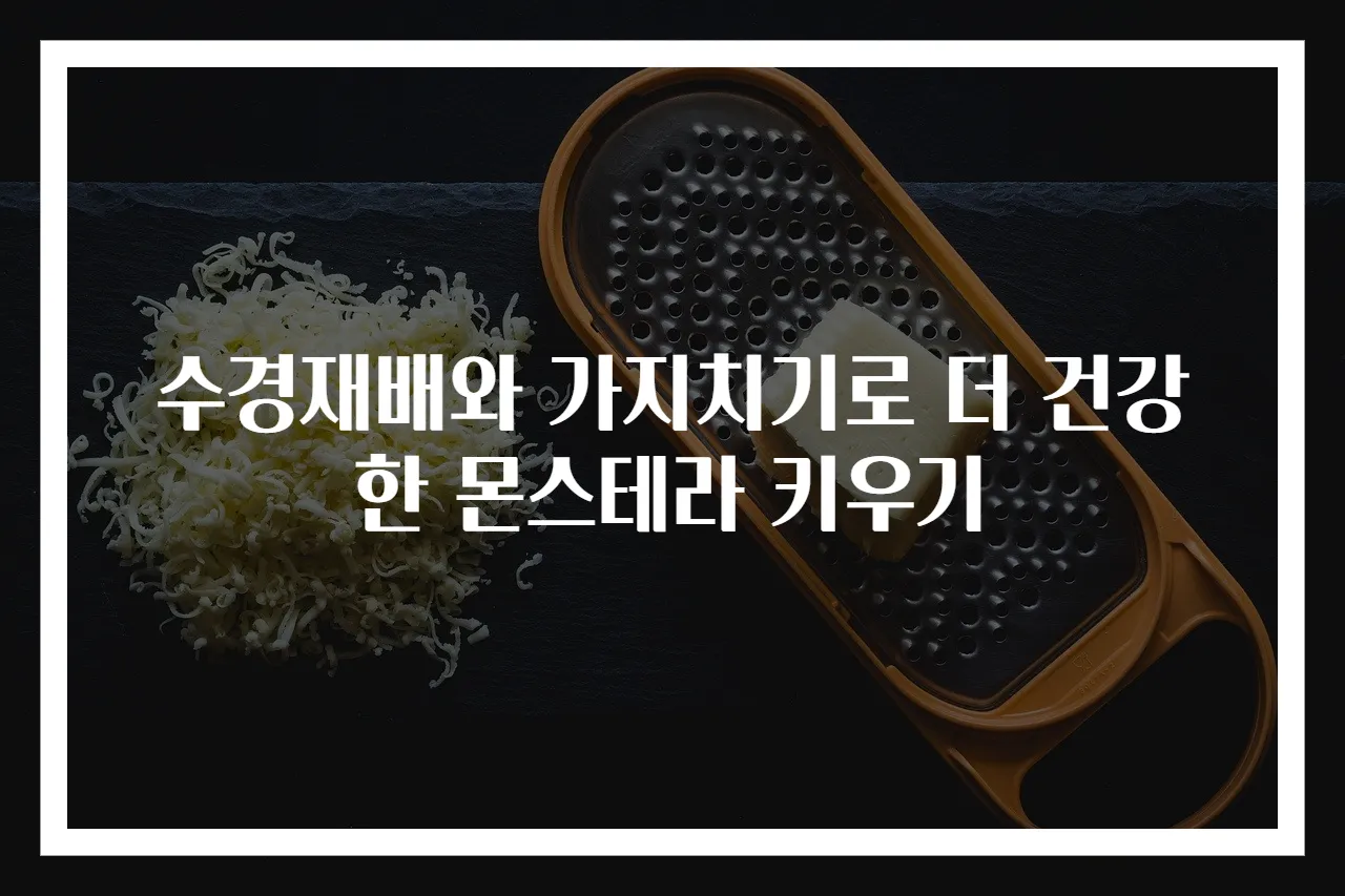 수경재배와 가지치기로 더 건강한 몬스테라 키우기
