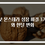 알보 몬스테라 성장 비결 3가지와 한달 변화