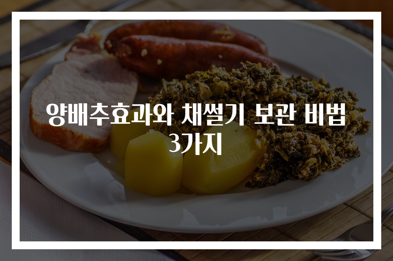 양배추효과와 채썰기 보관 비법 3가지