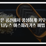 작은 공간에서 풍성하게 키우는 나누스 아스파라거스 비법