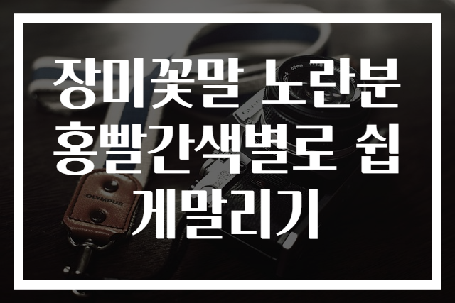 장미꽃말 노란분홍빨간색별로 쉽게말리기