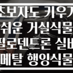 초보자도 키우기 쉬운 거실식물 필로덴드론 실버메탈 행잉식물