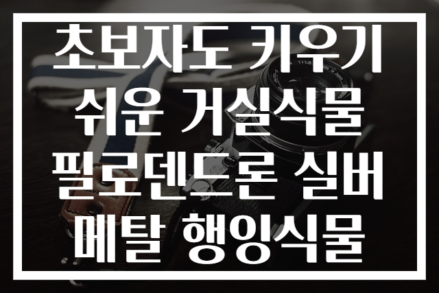 초보자도 키우기 쉬운 거실식물 필로덴드론 실버메탈 행잉식물