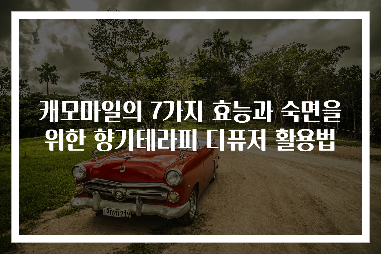 캐모마일의 7가지 효능과 숙면을 위한 향기테라피 디퓨저 활용법