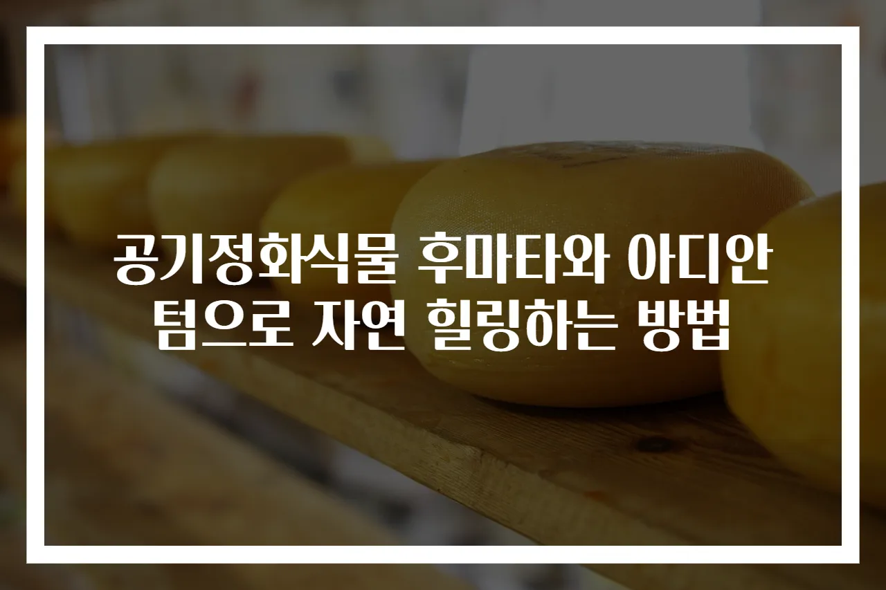 공기정화식물 후마타와 아디안텀으로 자연 힐링하는 방법