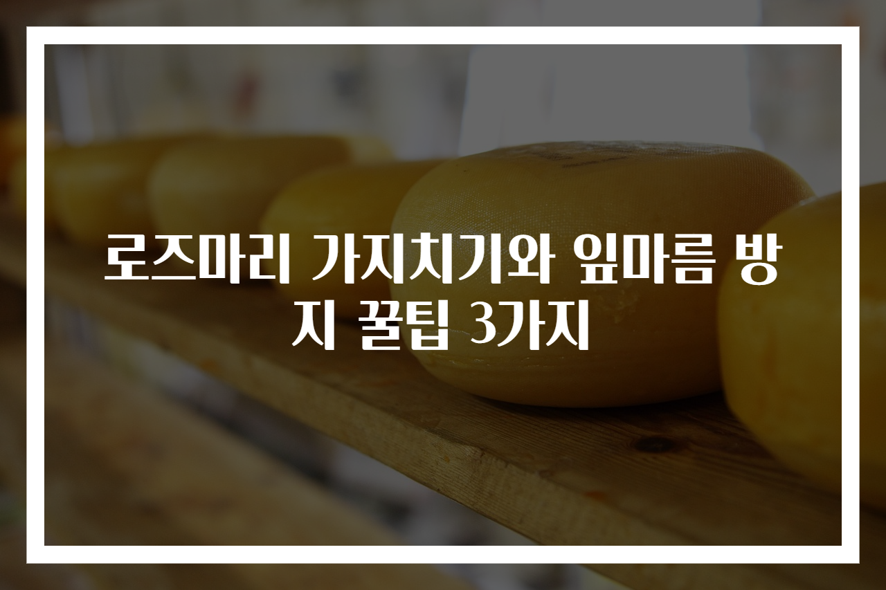 로즈마리 가지치기와 잎마름 방지 꿀팁 3가지