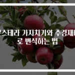 몬스테라 가지치기와 수경재배로 번식하는 법