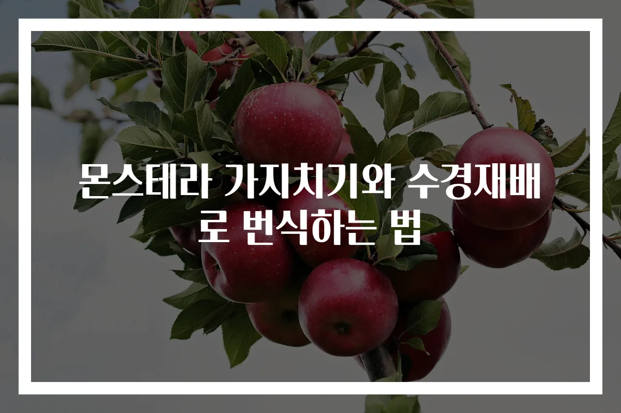 몬스테라 가지치기와 수경재배로 번식하는 법