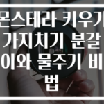 몬스테라 키우기 가지치기 분갈이와 물주기 비법
